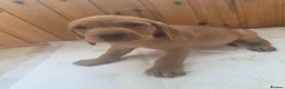 Mixed Breed dogs for sale: ALL REHOMED Vizslador Puppies  - Advert 36