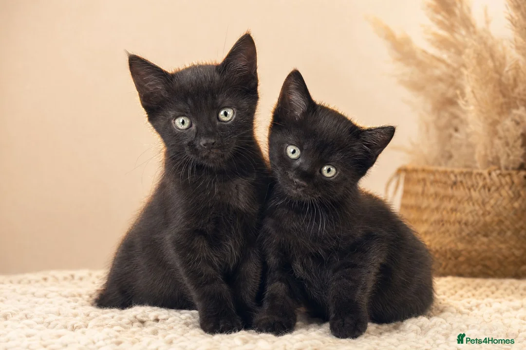 Mixed Breed cats for sale: Stunning Kittens -  Part Bengal/Tabby  Ready Now - Advert 1