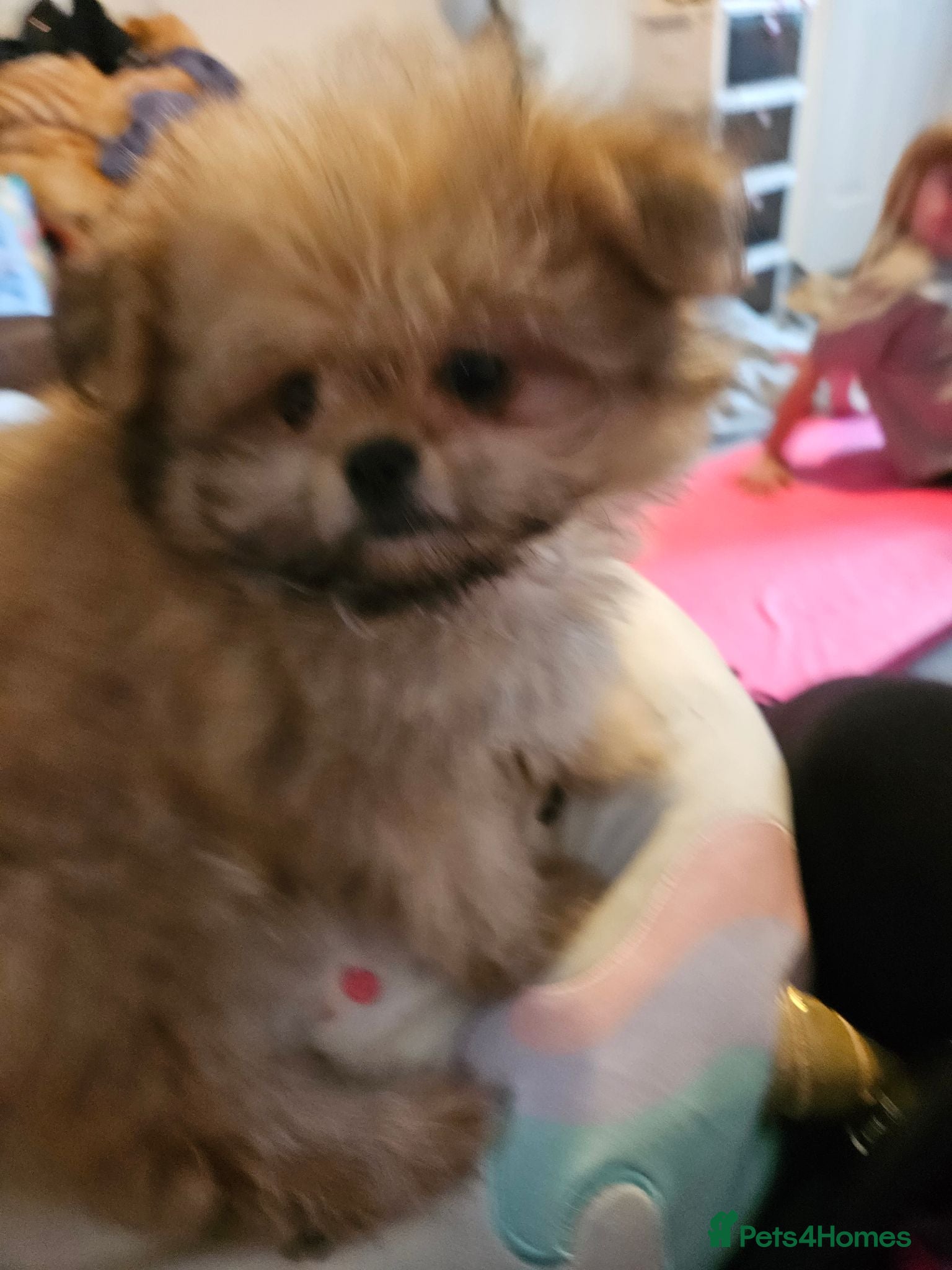 Mixed Breed dogs Last one left,quality pomeranian and shitzu cross - Advert 2