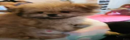 Mixed Breed dogs for sale: Last one left,quality pomeranian and shitzu cross - Advert 4