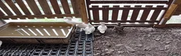 Ducks poultry for sale: 5x Beautiful Young Mandarin Ducks  - Advert 4