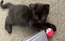 Mixed Breed cats for sale: 3 male kittens  - Image 5