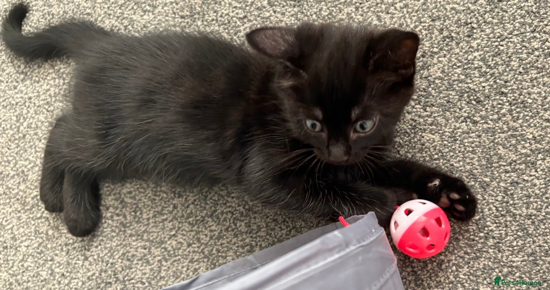 Mixed Breed cats for sale: 3 male kittens  - Image 5