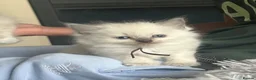 Ragdoll cats for sale: GCCF reg ragdolls - Advert 3