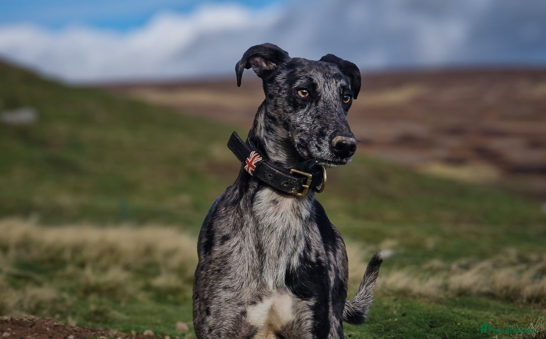 Lurcher dogs for stud: Collie Whippet Greyhound - Moss For Stud - Advert 1