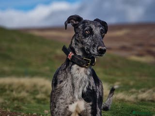 Lurcher dogs Collie Whippet Greyhound - Moss For Stud - Advert 1