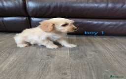 Cockapoo dogs for sale: Adorable cockapoo pups ready to go 🐶 - Image 25