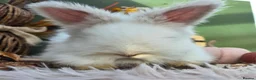 Angora rabbits for sale: Last 2 English Angora Bucks - Advert 3