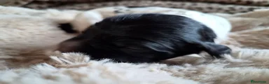 English Springer Spaniel 4