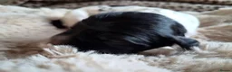 English Springer Spaniel dogs for sale: Springer Spaniel Pups - Advert 5