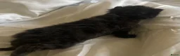 Mixed Breed cats for sale: 5 little kittens looking for there forever home - Advert 18