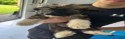 Chinese Crested dogs for sale: Chinese Crested pup in Chelmsford - Advert 11