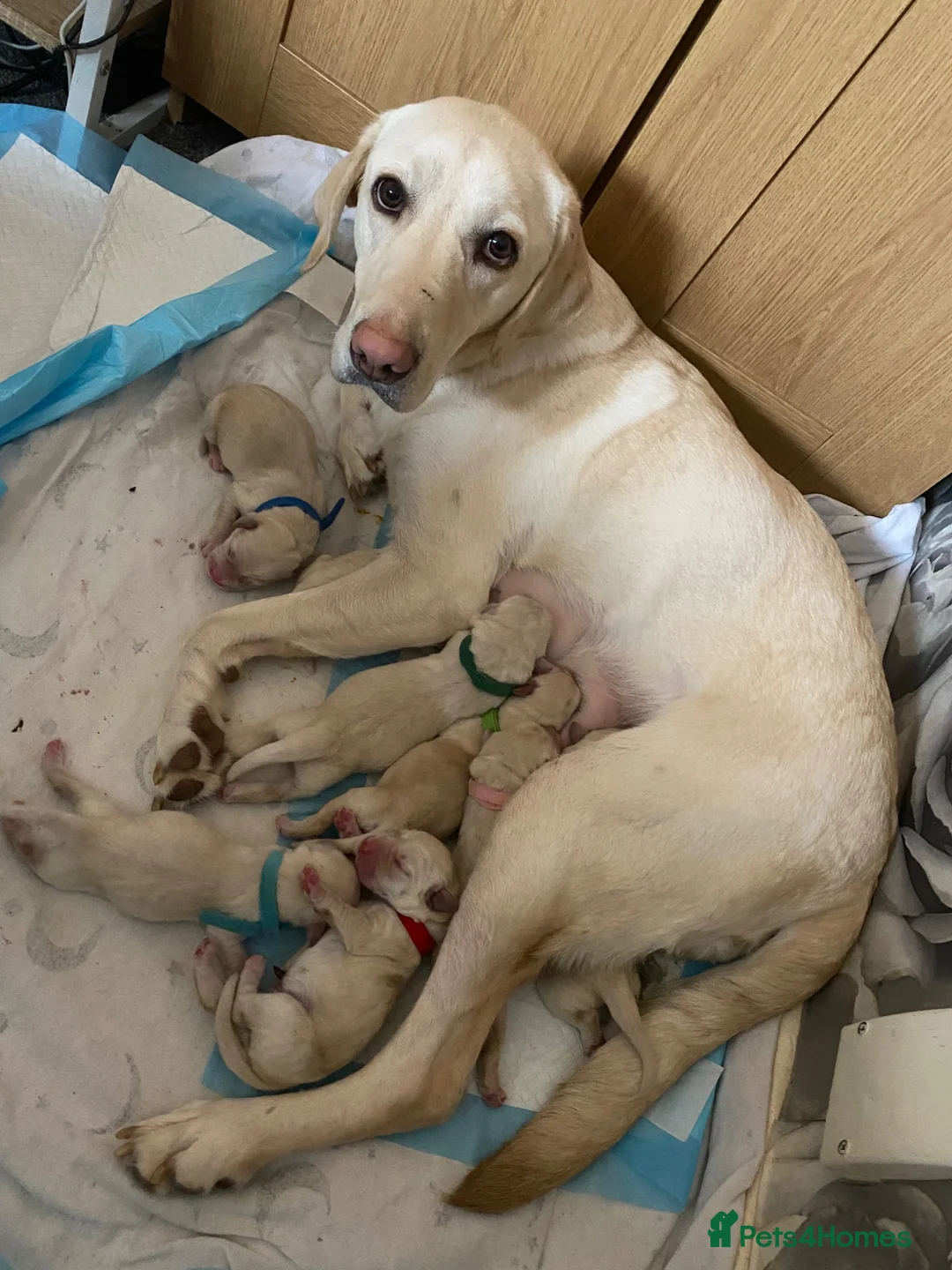 Labrador Retriever dogs for sale: Labrador litter  - Advert 2