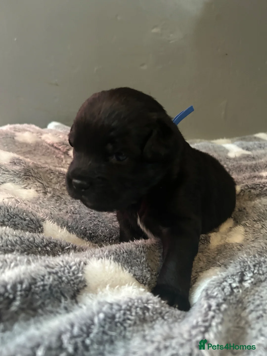 Mixed Breed dogs for sale: Patterdale terrier cross puppies  - Advert 2