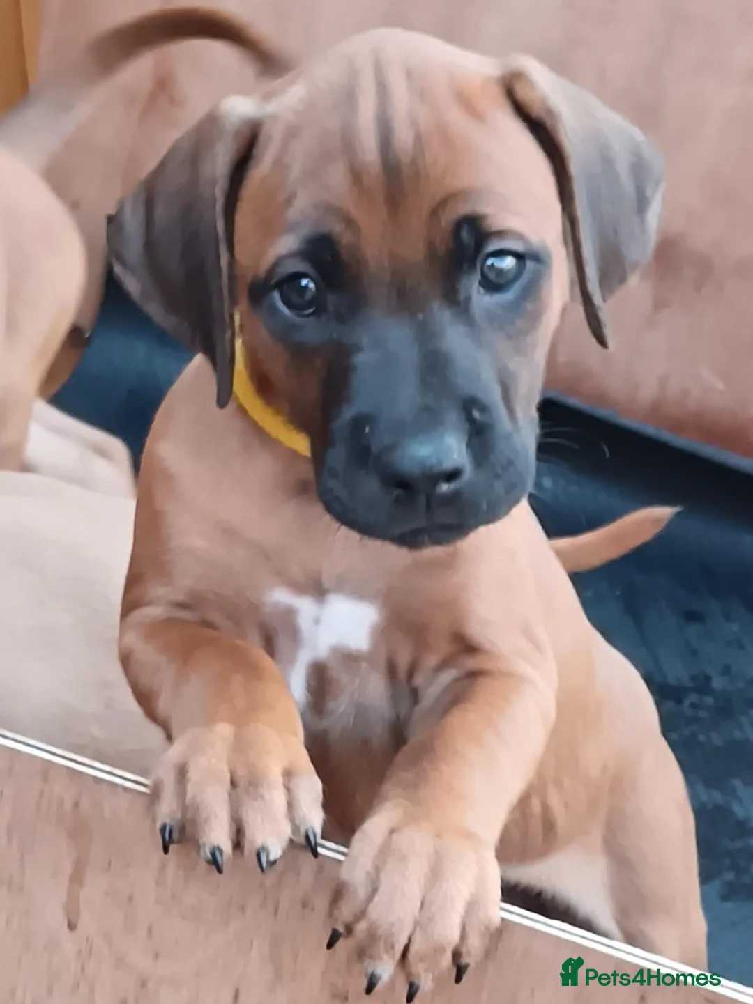 Rhodesian Ridgeback dogs for sale: Pedigree Rhodesian Ridgeback puppies.  - Advert 1
