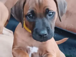Rhodesian Ridgeback dogs Pedigree Rhodesian Ridgeback puppies. - Advert 6