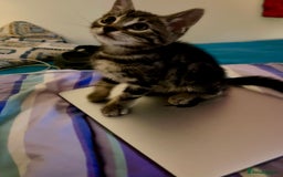 Bengal cats for sale: Bengal X Kittens - Image 6