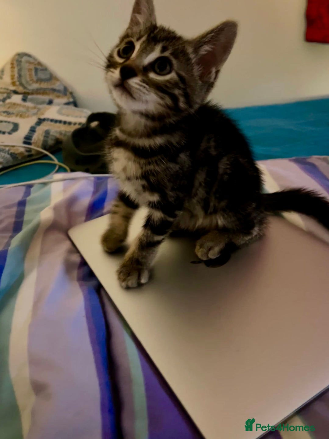 Bengal cats for sale: Bengal X Kittens - Image 6