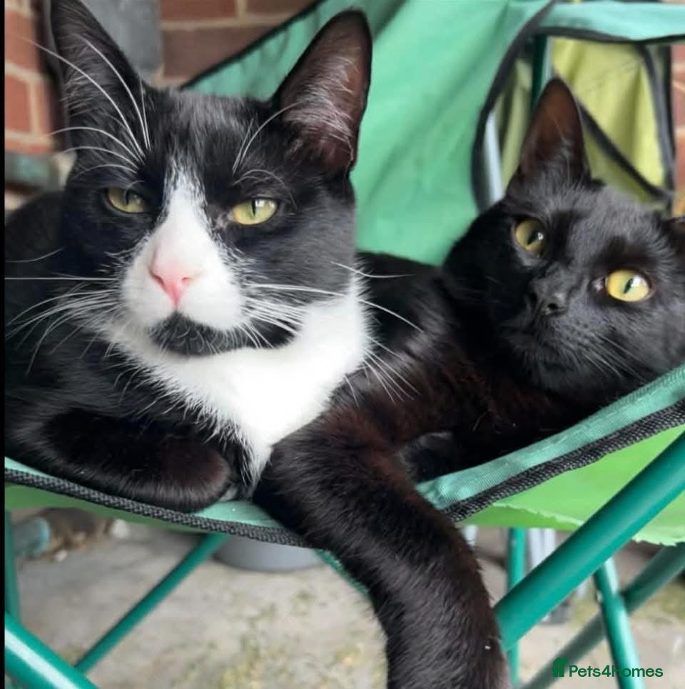 Mixed Breed cats for sale: 2 cats in need of a new home  - Advert 2