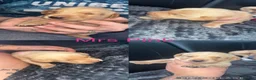 Labrador Retriever dogs for sale: Beautiful KC Labrador Puppies - Advert 2