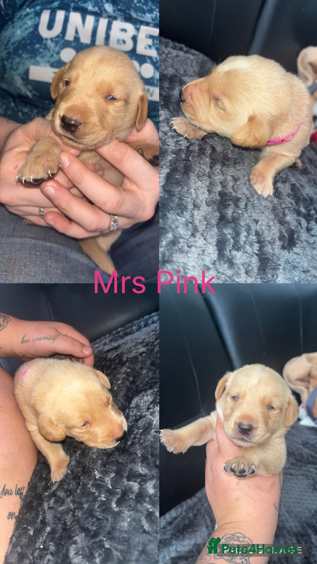 Labrador Retriever dogs for sale: Beautiful KC Labrador Puppies - Advert 2