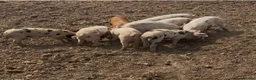 Pig livestock for sale: GOS/Landrace X OSB weaners - Advert 4