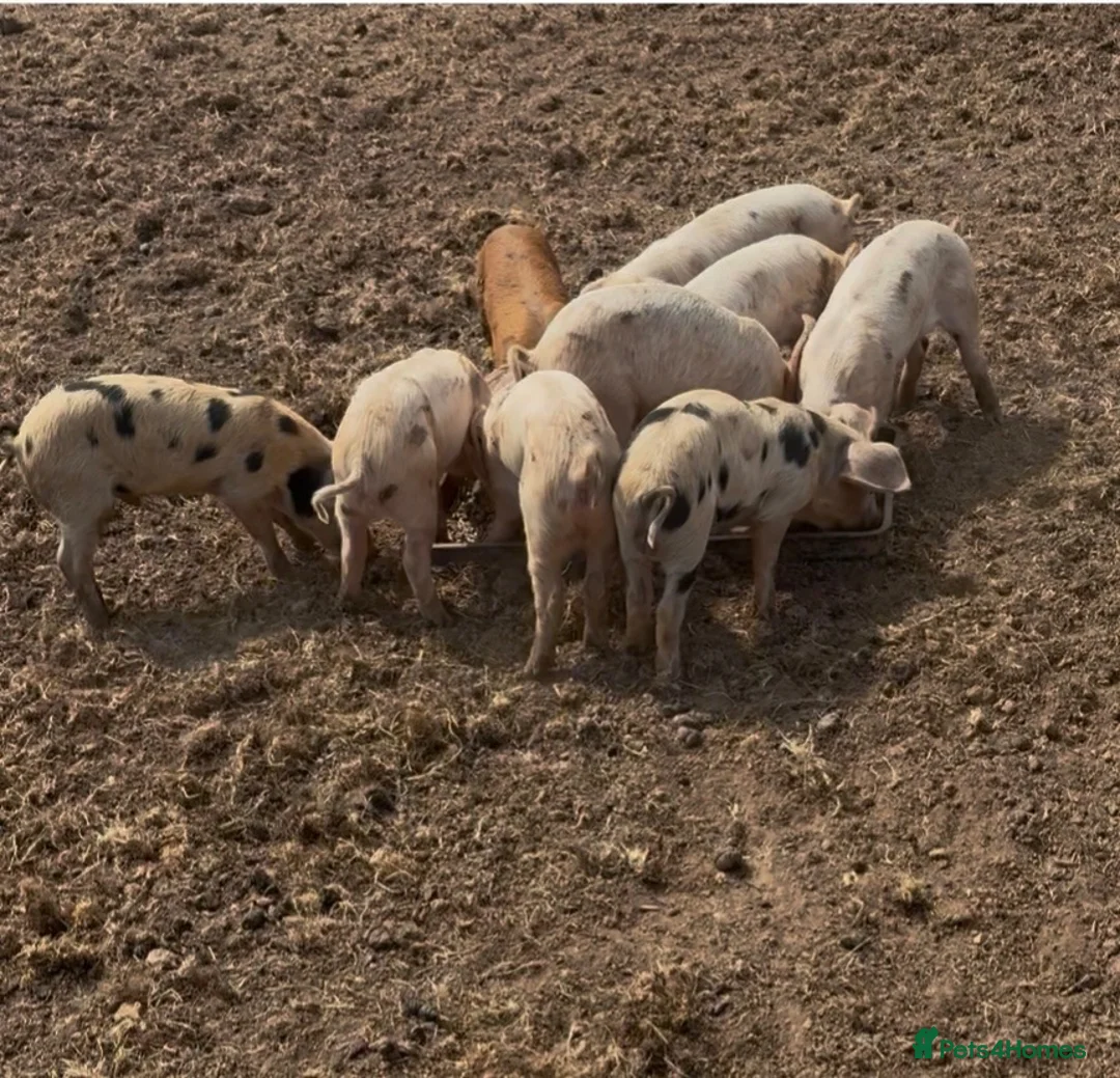 Pig livestock for sale: GOS/Landrace X OSB weaners - Advert 4