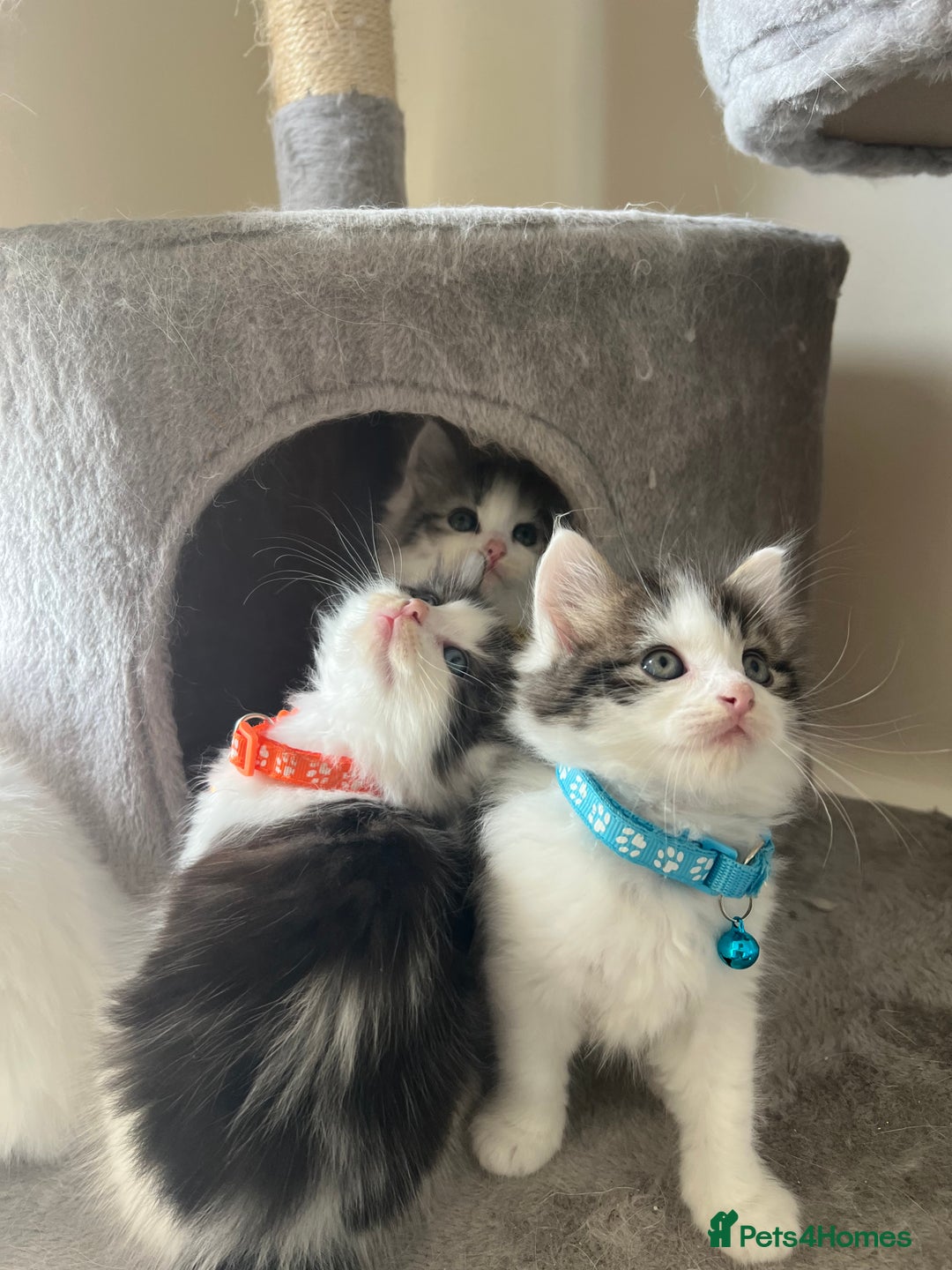 Turkish Angora cats for sale: Turkish Angora/ Ragdoll kittens for SALE !!! - Image 16