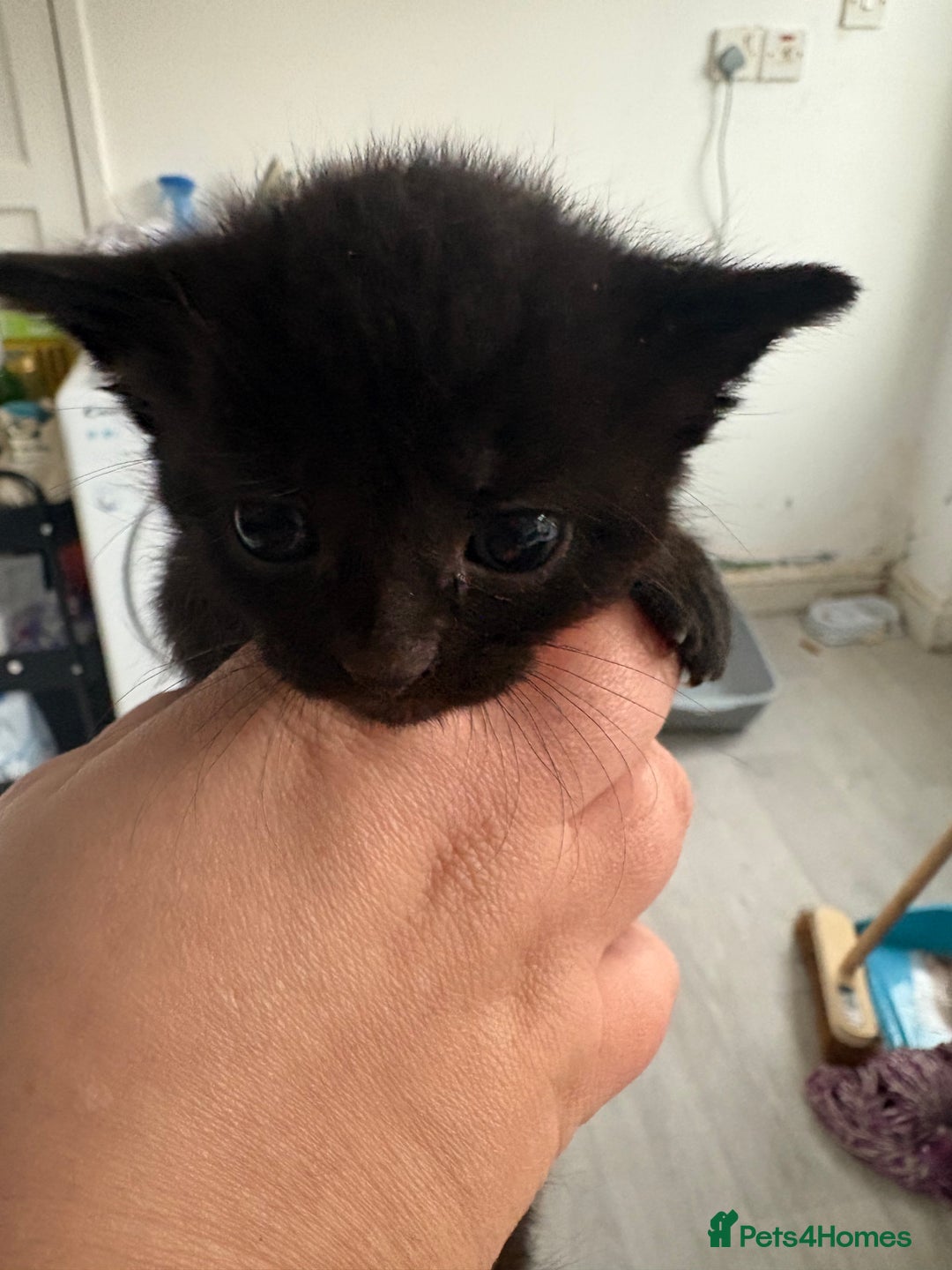 Mixed Breed cats for sale: 5 kittens for sale - Image 7