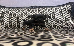 Russian Toy Terrier dogs for sale: Russian toy terrier puppies for sale - Image 1