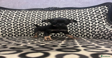 Russian Toy Terrier dogs - Advert 1