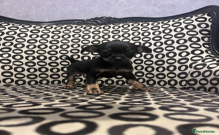 Russian Toy Terrier dogs - Advert 2