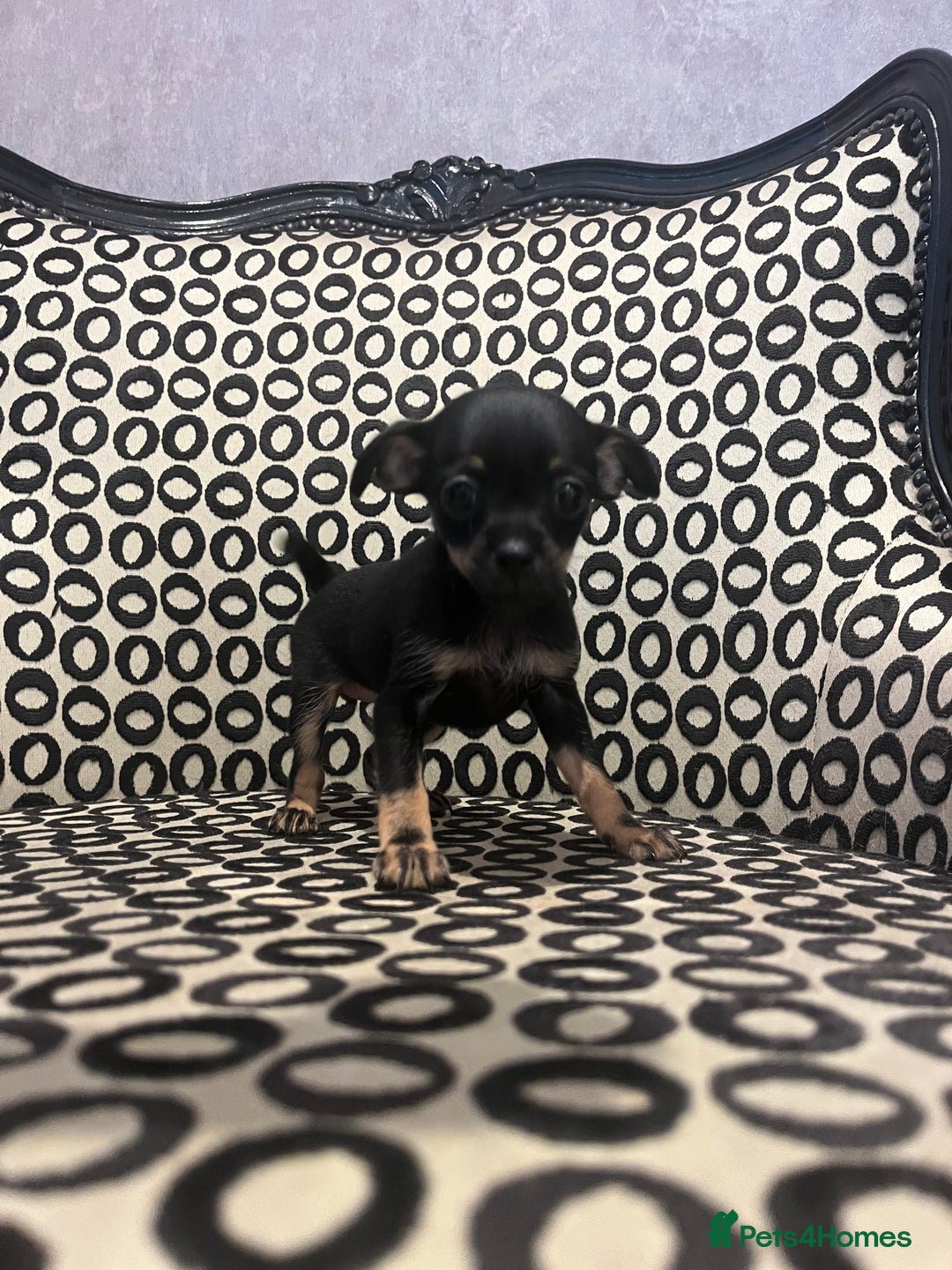 Russian Toy Terrier dogs for sale: Russian toy terrier puppies for sale - Image 1