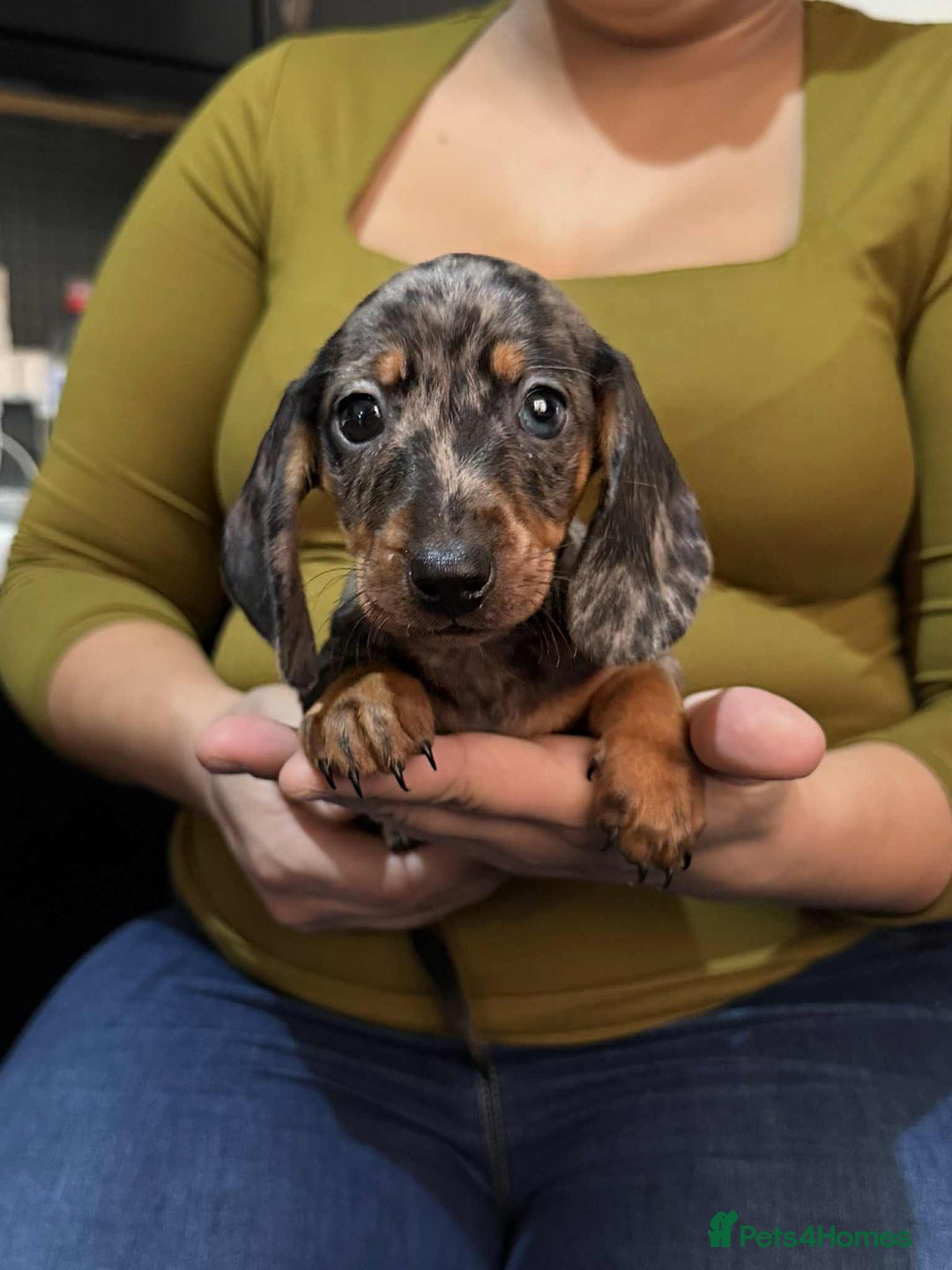 Dachshund dogs for sale: Miniature Dachshund Puppies - Advert 9