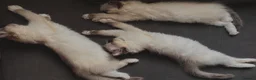 Ragdoll cats for sale: Pure Ragdoll kittens - 2 females, one male  in Saint Austell - Advert 4