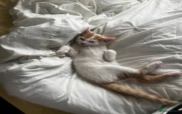 Mixed Breed cats for sale: orange and white kitten for sale  - Image 9