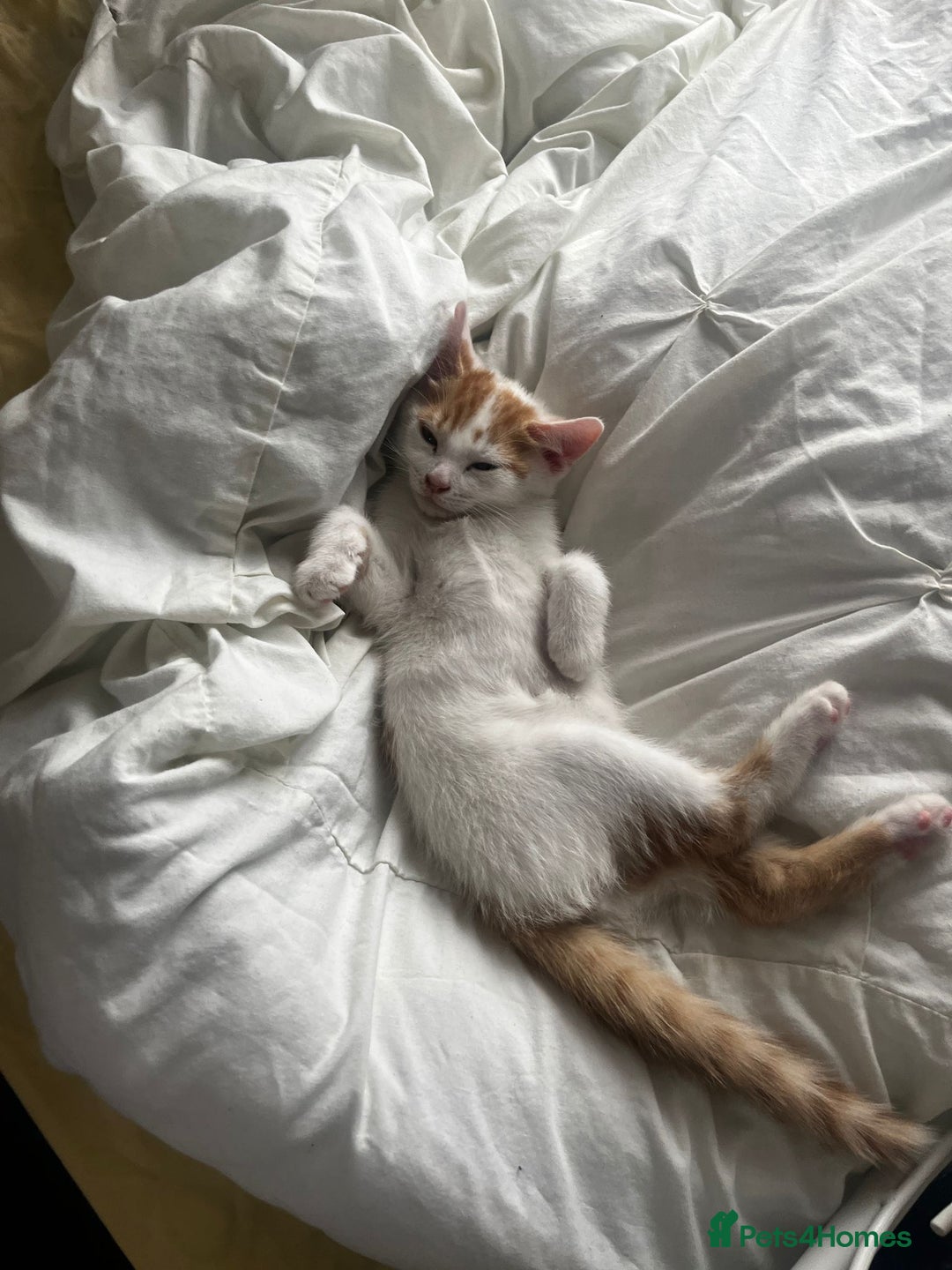 Mixed Breed cats for sale: orange and white kitten for sale  - Image 9