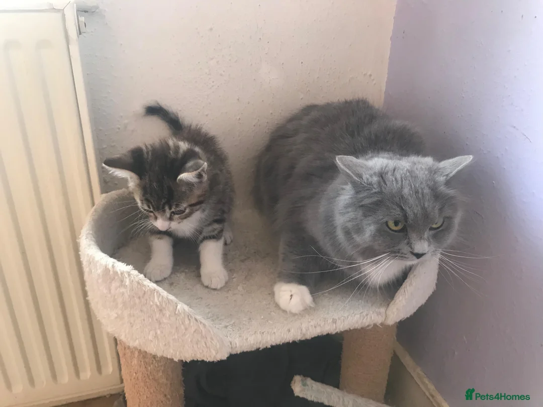 Mixed Breed cats for sale: Gorgeous Ragdoll x kittens ready for new homes in Caldicot - Advert 6