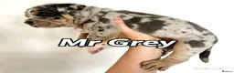 Mixed Breed dogs for sale: Exotic bullies - English bulldog x American bully - Advert 15