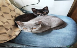 British Shorthair cats for sale: Beautiful British short-hair cross - Image 6