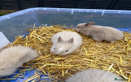 Lionhead rabbits for sale: 5x beautiful dwarf lion head bunnies  - Image 3