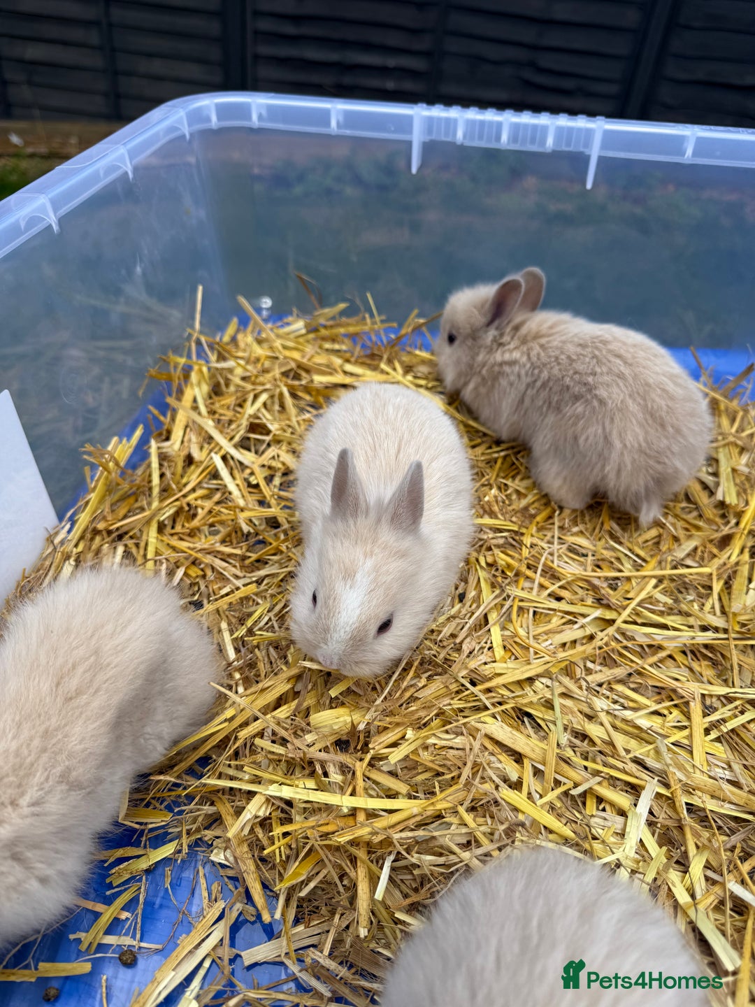 Lionhead rabbits for sale: 5x beautiful dwarf lion head bunnies  - Image 3
