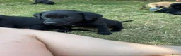 Labrador Retriever dogs for sale: Working bred lab puppies  in Ipswich - Advert 8