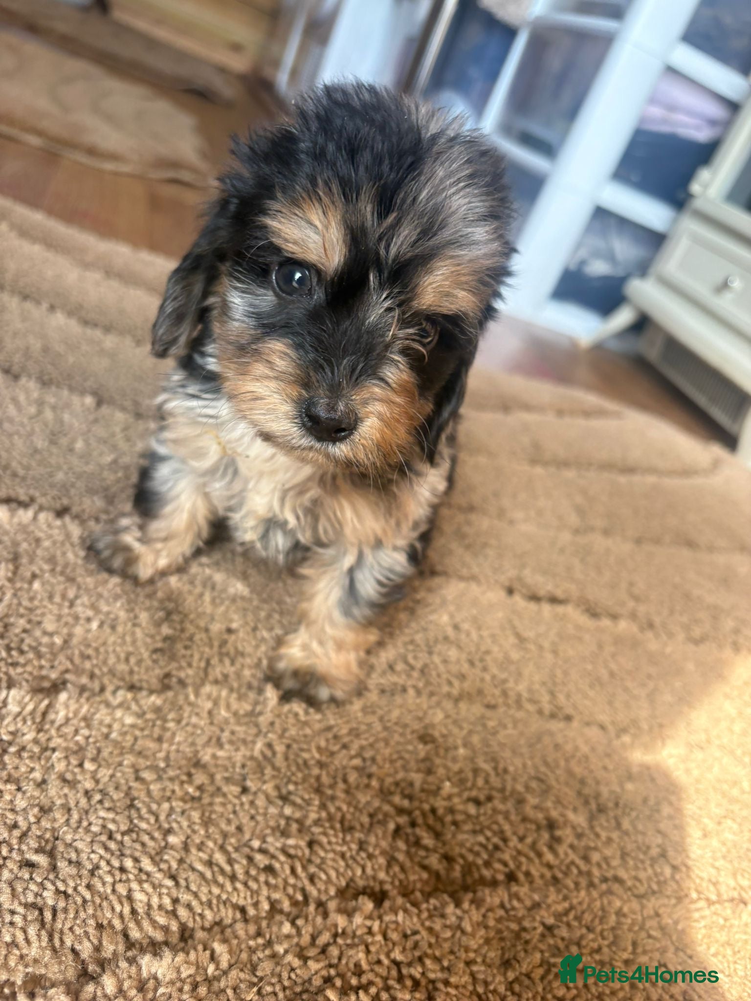 Cockapoo dogs Mixed litter Cockapoo Puppys ⭐️  - Advert 2
