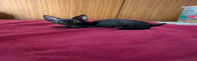 Squeak 