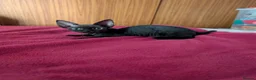 Devon Rex cats for sale: Crazy little gremlins!  in Bristol - Advert 7