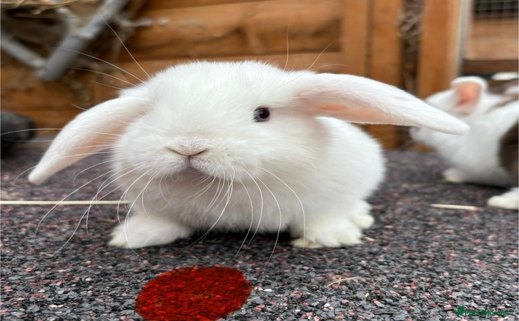Mini Lop rabbits - Advert 13