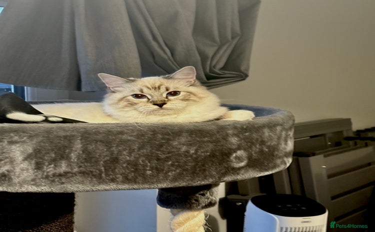 Ragdoll cats - Advert 9
