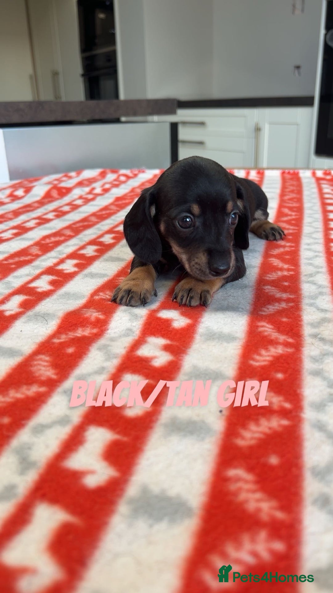 Miniature Dachshund dogs for sale: ***mini dachshunds *** - Advert 10