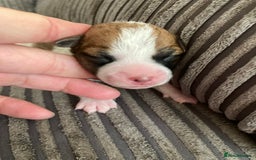 Jackapoo dogs for sale: @@GORGEOUS JACKAPOO PUPPIES@@ - Image 15